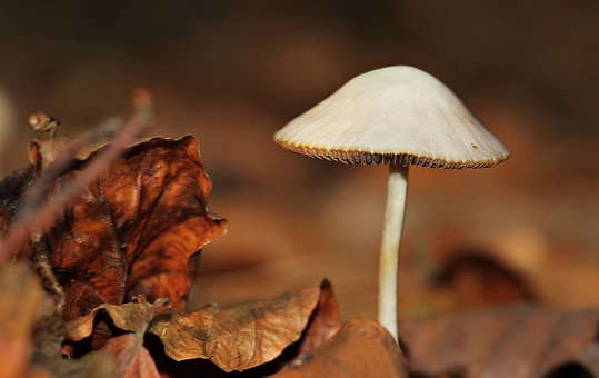 Mushroom Supplements: Your Key to Better Health and Longevity