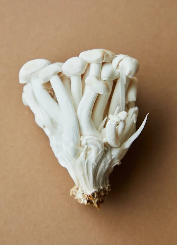 Vegan mushroom gummies